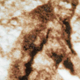 Illustration for article titled The five strangest theories about Sasquatch